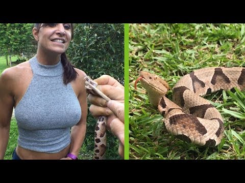Got too close to copperhead snake!  Then used snake tongs to catch venomous snake!
