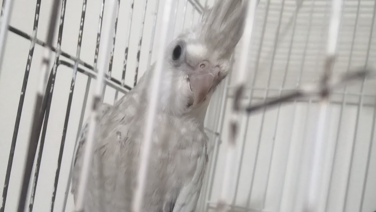 علامات توالف طيور الكوكتيل وعدم التوالف (وكل مايخص التزاوج قبل الإنتاج)