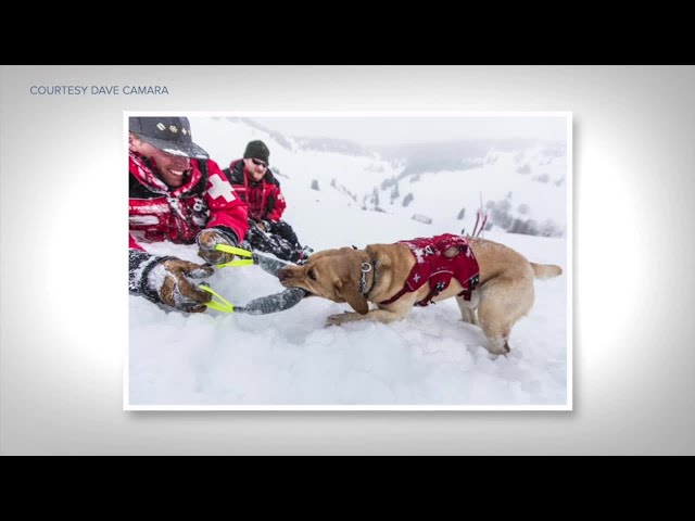 Avalanche Rescue Dogs - Colorado Wilderness Rides and Guides