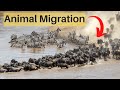 Animal Migration-Let