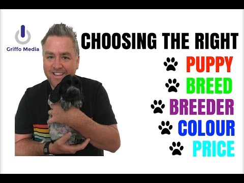 Video: How To Choose A Spaniel Puppy