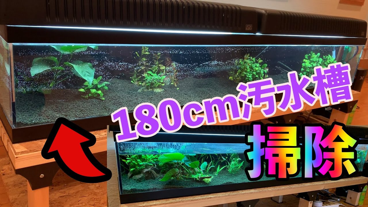 180cm水槽を大掃除&簡単レイアウト☆人気の丹頂タキシードグッピーも