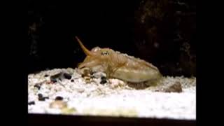 Cuttlefish Compilation
A compilation of my other Cuttlefish videos. These were taken long before HD was a gleam in someones eye, so the video quality is lacking. The sounds you hear are my African gray parrots. Cuttlefish Compilation