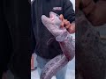 Wolf eel fish #shorts #viral #facts #knowledge #unknownfacts #yt #ytshorts #new #latest
