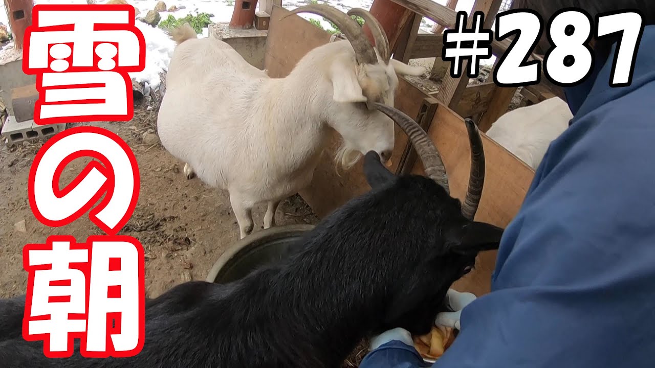 草が恋しいヤギ達！ヤギ小屋で配合飼料食べる ＃287 おとぼけ山羊達