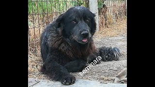 SICILIAN SHEPHERD DOG /CANE DI MANNARA  Dog Breed