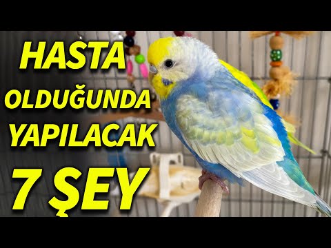 Video: Hiçbir Ekipman Olmadan Altılı Paket Nasıl Oluşturulur: 14 Adım