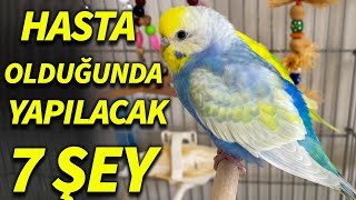 Kuşunuz Hastalandığında Yapılması Gereken 7 Önemli şey Muhabbet Kuşu, sultan Papağanı Resimi