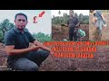 LAND PREPARATION spacing and layout and sticking of banana plantation lakatan