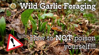 How to not be poisoned - Wild Garlic Foraging Dangers
