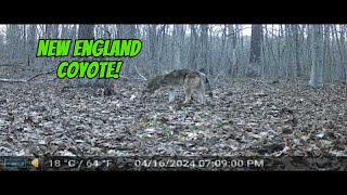 Our Backyard Animals Trail Camera Videos - Weeklong footage of coyotes, raccoons, deer in backyard