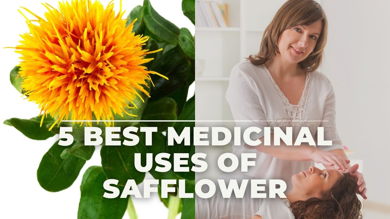 5 Best Medicinal Uses of Safflower YouTube
