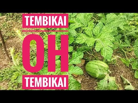 Video: Menanam Tembikai: Cara Menanam Tembikai