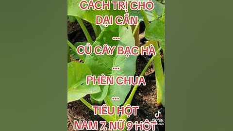 bài thuốc trị chó dại cắn tôi có bị một lần rồi uống hết luôn 🙏🙏