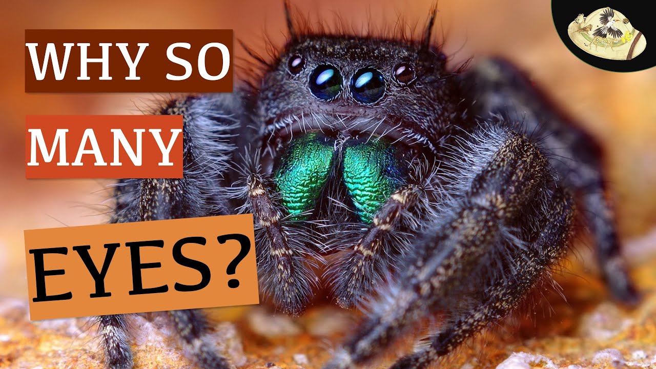 are-spiders-blind-why-do-spiders-have-so-many-eyes-are-spiders