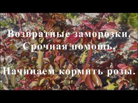 видео: Возвратные заморозки.Срочная помощь. Начинаем кормить розы.. Питомник растений Е. Иващенко