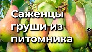 видео: Обзор 12  Саженцы груши нашего производства  картинка: Обзор 12  Саженцы груши нашего производства