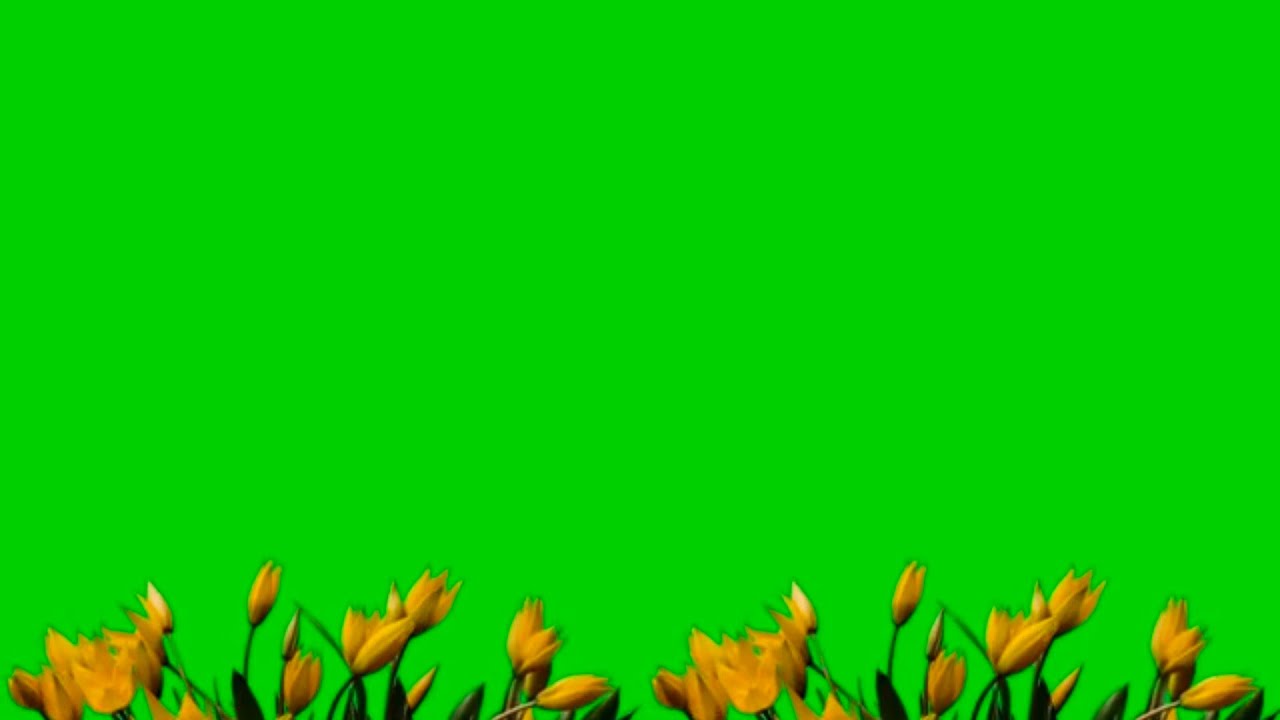 Yellow moving flowers-Free Green Screen
