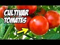 Como CULTIVAR TOMATES con Éxito 🍅 Consejos y Trucos | La Huerta de Ivan