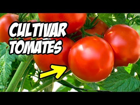 Video: Cómo Cultivar Tomates En Un Alféizar O Logia