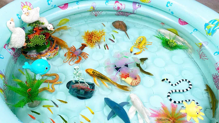 Let's explore what fish and sea creatures there are:sharks,jellyfish#goldfish#animals#viral videos