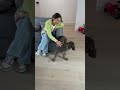 I love dogs 😍😍😍🐕🦺🐕🦺🐕🦺 #funny#cute#dog#dogs#lovedog