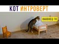 КОТ ИНТРОВЕРТ) Приколы | Мемозг #487