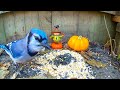 Pesky Birds, Squirrels and Chipmunks For Cats! | 12 Hour Autumn Video | Relax Your Pet