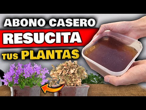 REVIVE PLANTAS ENFERMAS o SECAS !! Aplica ESTO para CURAR tu PLANTA | Fertilizante Casero Natural