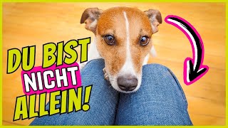 6 Arten, Wie Dein Hund für Dich da ist (Du merkst es nicht) by SchnüffelSchnuten 2,645 views 6 months ago 5 minutes, 7 seconds