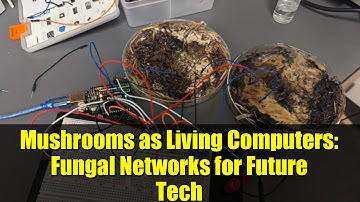 Mushrooms as Living Computers: Fungal Networks for Future Tech