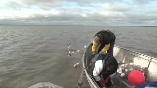 Yukon River Chinook salmon face steep decline amid disease surge and environmental challenges