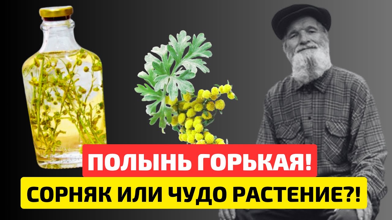 Наши ПРЕДКИ издавна знали этот метод применения ПОЛЫНИ. Забытые рецепты ...