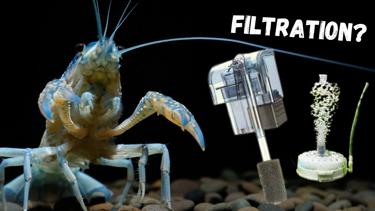 Do Pet Crayfish Need A Filter/Pump? ANSWERED! YouTube