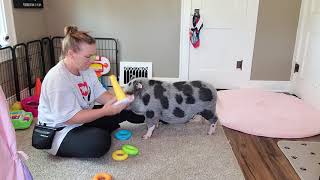 Mini pig Polly doing 36 of her 40 tricks. You can find her on fb. Polly the Performing Princess Pig