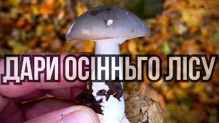 видео: Чому ці гриби ніхто не збирає? Осінні рядовки. картинка: Чому ці гриби ніхто не збирає? Осінні рядовки.