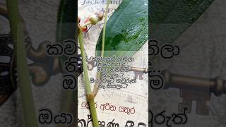 #short#srilanka#oya wenuwen#love#my self😇