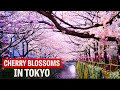 The best places to see cherry blossoms in tokyo