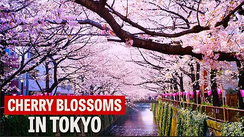 The Best Places to See Cherry Blossoms in Tokyo - 天天要聞