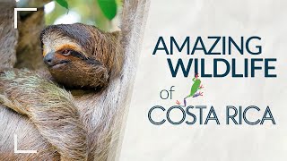 Costa Rica Wildlife is Amazing!