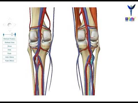 Vidéo: Anatomie De L'artère Géniculaire Descendante De La Branche Saphène - Cartes Corporelles