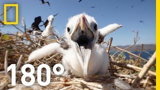 On this remote island in costa rica, a wildlife sanctuary protects
nesting grounds for the magnificent frigate bird, also called pirate
birds. witness ne...