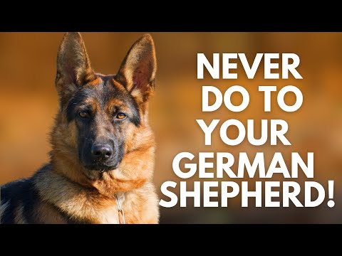 Video: 5 Skilt Din tyske Shepherd Dog er lei og hva skal jeg gjøre om det