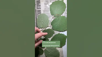 Как отличить орешник и вяз по листьям?