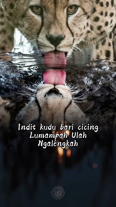 indit kudu bari cicing          #viral #bantusubscribe