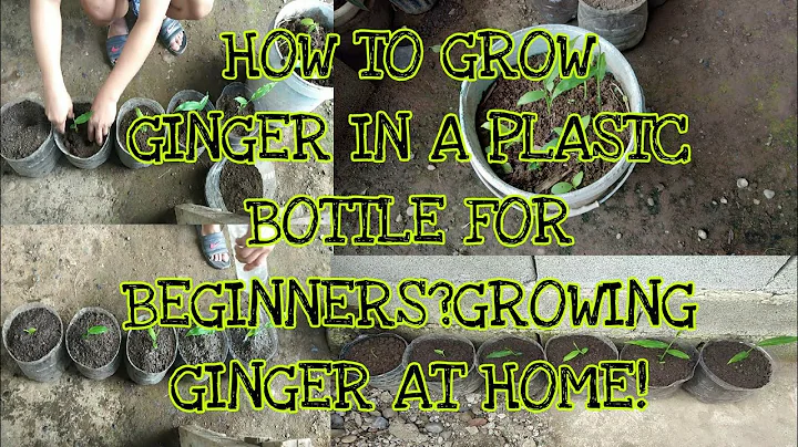 HOW TO GROW GINGER IN A PLASTIC BOTTLE FOR BEGINNERS?GROWIN...  GINGER AT HOME