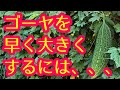【ゴーヤ】ゴーヤを黄色く熟れる前に『早く大きく』するには、今から言う作業をして下さい。