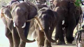 Wild Elephant chase & capture in Jungle - The Last Migration - Part 2