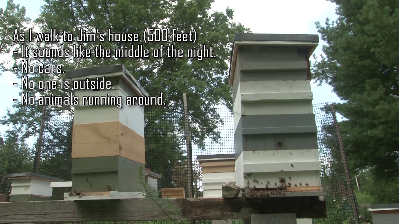 Jim Bobbs - Bee Activity During an 83% Eclipse