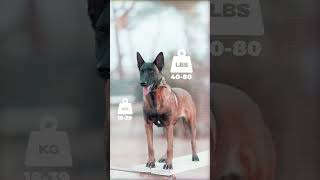 Belgian Malinois vs German Shepherd: What's The Difference?